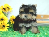 teacup yorkie